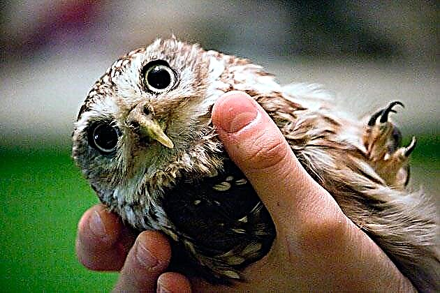 Owl salaku piaraan