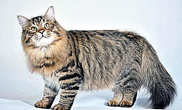 گربه سیبری
