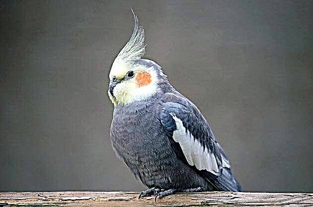 Papagei Corella