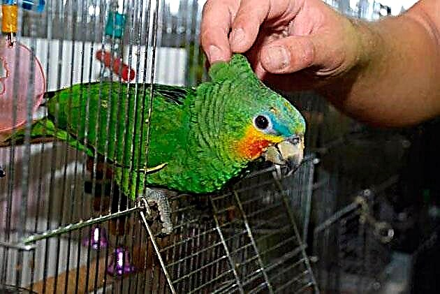 Papago Amazono