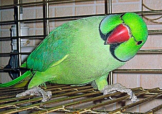 Parrot muince (parrot fáinne Indiach)
