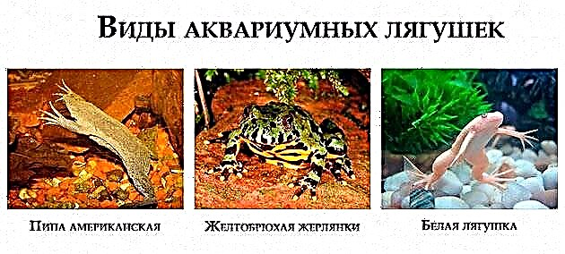 Аквариумски жаби