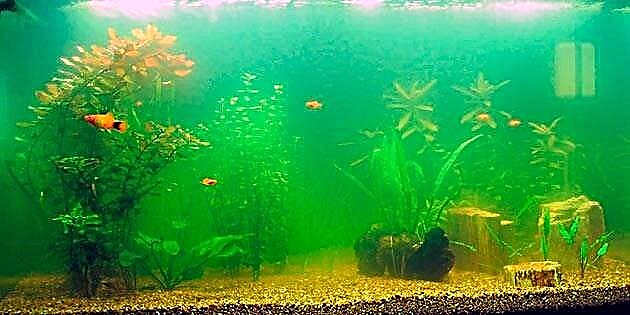 Kwa nini maji katika aquarium hugeuka kijani