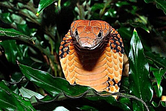 Кинг кобра е најголемата отровна змија