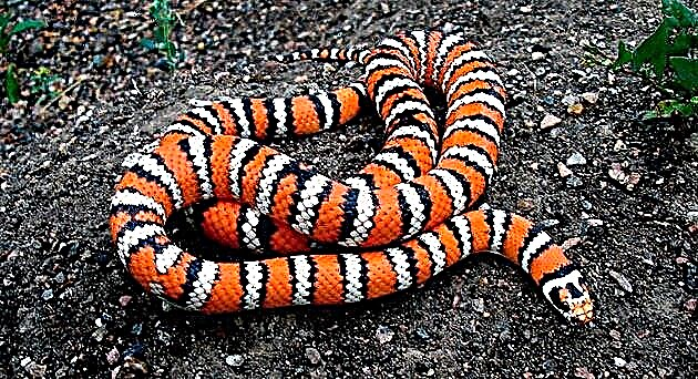 Թագավոր օձ (Lampropeltis)