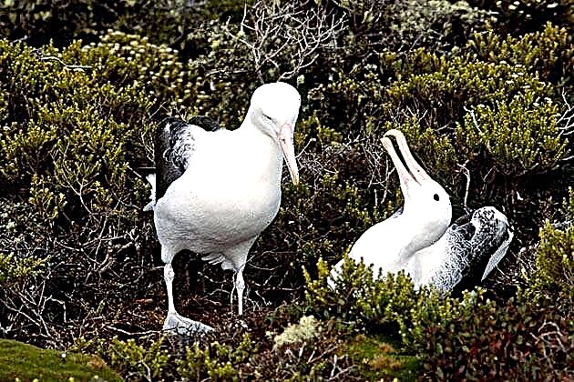 Albatross - ndege wa baharini
