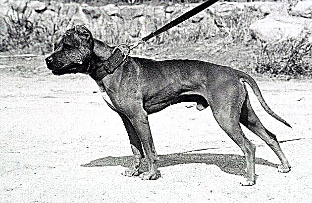 Ameriken Pit Bull Terrier