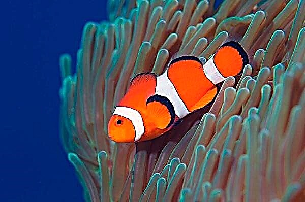 Clown fish (Amfiprion)