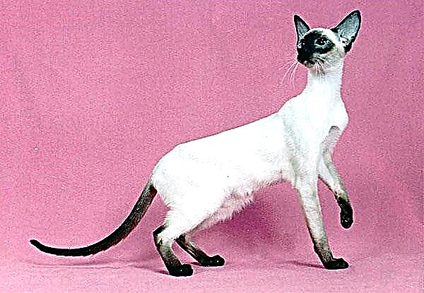 Sijamska mačka