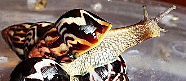 African snail Achatina