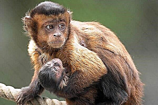 ລີງ capuchin ແມ່ນລີ້ນສັດລ້ຽງທີ່ນິຍົມ