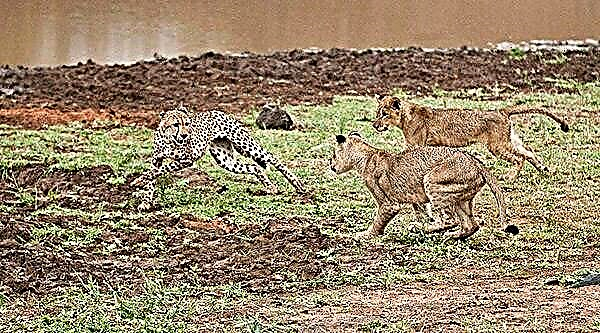 Cheetah minangka kucing sing paling cepet