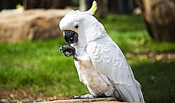 Papagajski kakadu