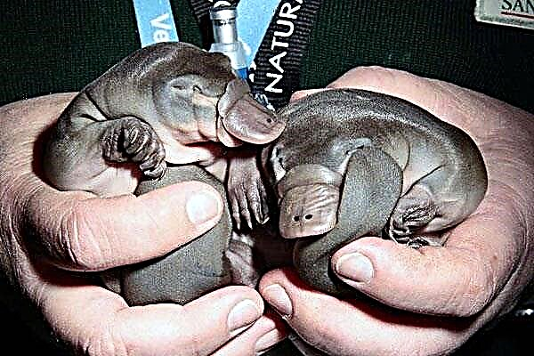 Platypus - isang simbolo ng Australia
