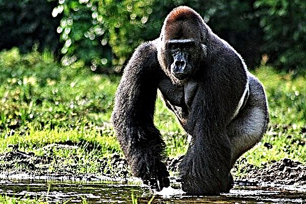 Gorila nyaéta monyét anu sakti