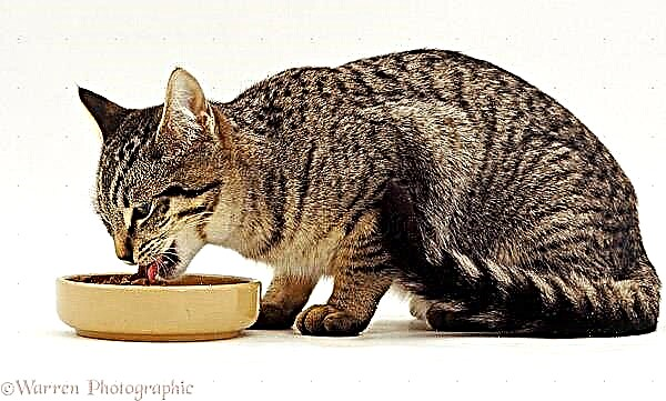 Pangobatan kanggo kucing: feses getih
