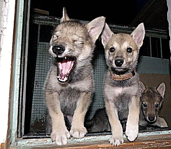 Wolfdog - usa ka hybrid nga iro ug lobo