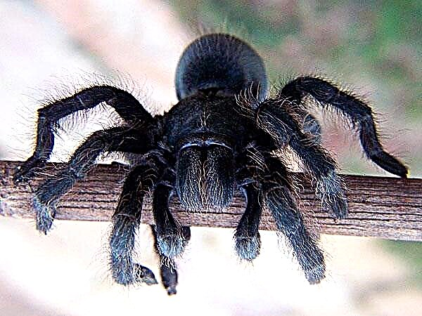 Tarantula Spider (Latin Lycosa)