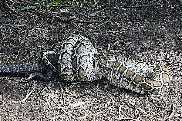 Анаконда - џиновска змија