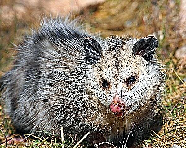 Opossum - животно од периодот на креда
