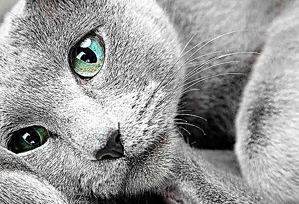 Оросын хөх муур