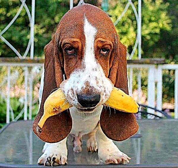 Basset Hound Fotografija Opis Lik Sadrzaj Hrana Kupiti Kucni Ljubimci