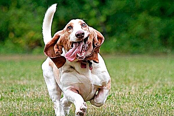 Basset Hound Fotografija Opis Lik Sadrzaj Hrana Kupiti Kucni Ljubimci