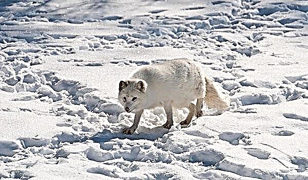 Rubah Arktik atanapi rubah kutub