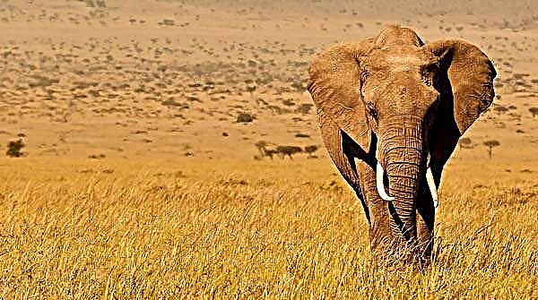 افریقی ہاتھی