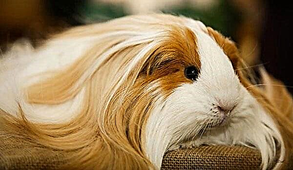 Sheltie - guinea pig