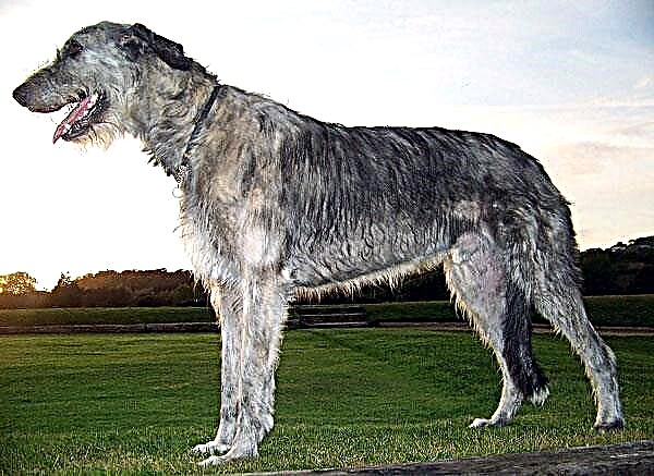 بزرگترین نژادهای سگ