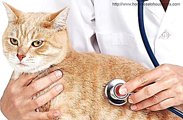 سرماخوردگی گربه ها. علائم و درمان