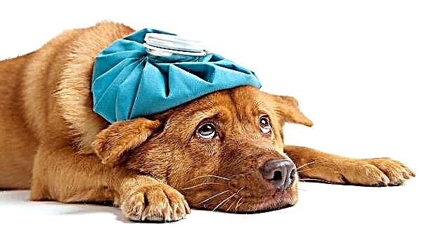 Нохой дахь өвчний шинж тэмдэг. Гэрийн тэжээмэл амьтан тань муу байгааг хэрхэн мэдэх вэ?
