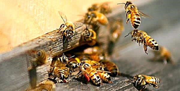 Mga bubuyog Pagbihag ng bihag. Bee Honey