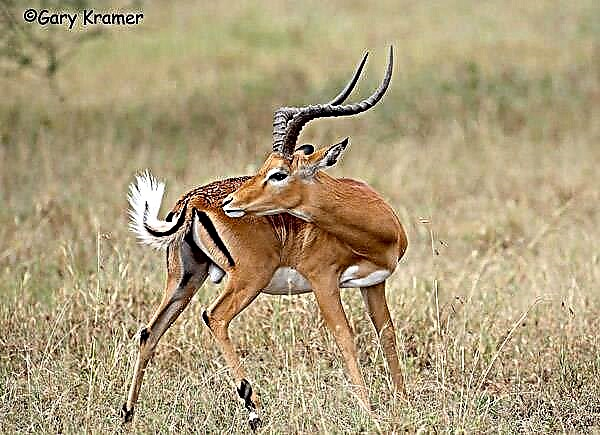 Impala antelope o black-heeled antelope