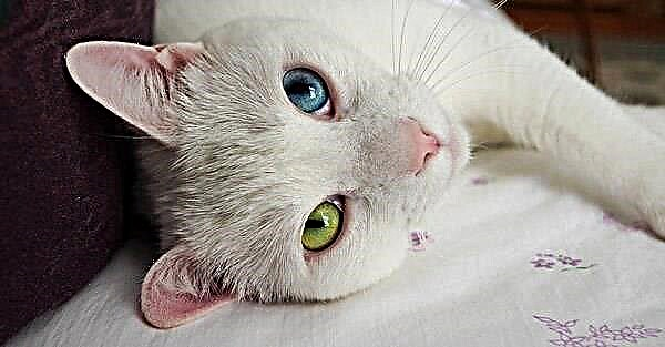 هتروکرومیا یا اینکه چرا گربه ها چشم های متفاوتی دارند