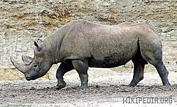 Crni nosorog je moćna životinja