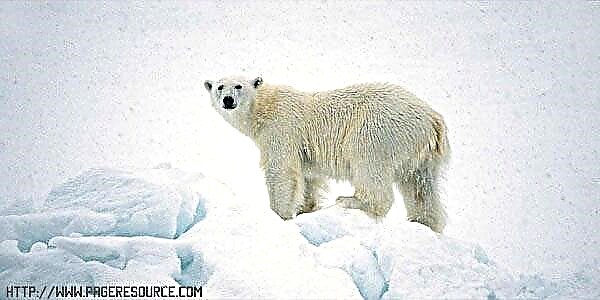 Por que os osos polares son polares