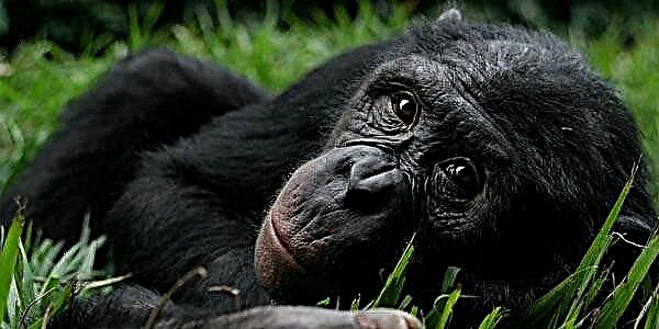 Bonobo - shimpanze pigmente
