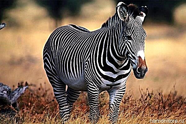 Zebra n'ọnyá. Maka gịnị?
