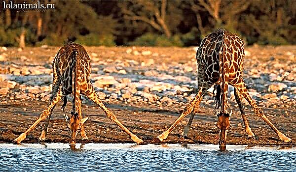 Зошто жирафата има долг врат и нозе?