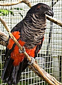Parrot vulture