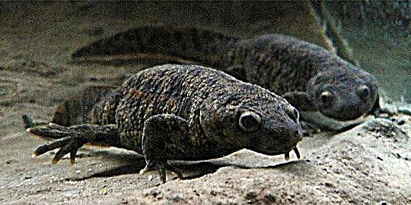 Hispana salamandro