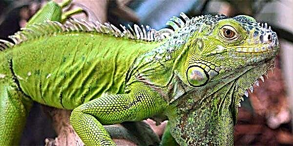 Home iguana