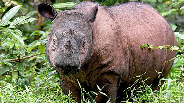 Rhino Sumatran