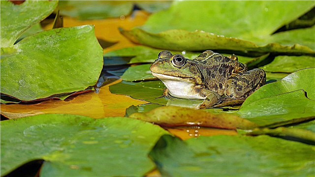 Lake žaba