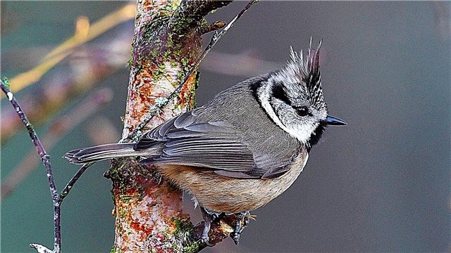 Tit Crested