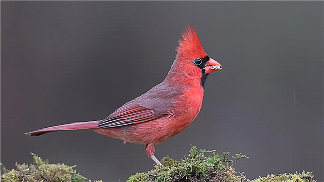 Cardinal dearg