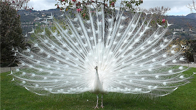 Peacock Funfun