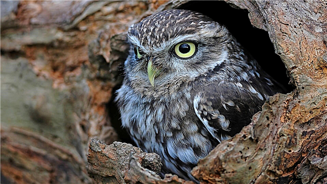 Owl leutik